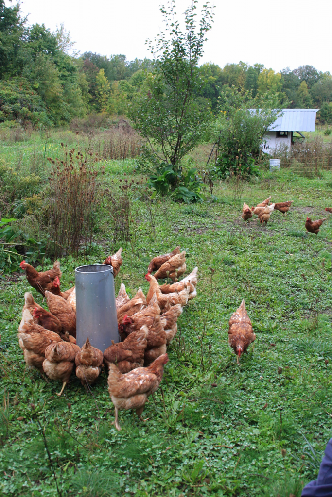 農場では鶏も飼い卵も生産